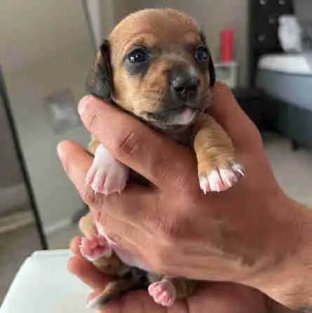 Adorable chiweenie puppies for sale! - Ready Mid-July in Dogs & Puppies for Rehoming in St. Albert - Image 2