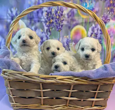 We have Bichon Frise puppies available to go home in May and June. In total there are 2 boys and 1 g...