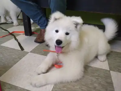 Purebred Samoyed puppies, large breed., View more