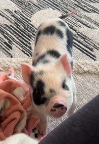 Juliana mini pig 