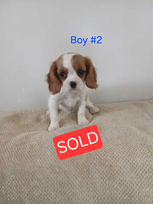 King Charles Cavaliers in Dogs & Puppies for Rehoming in Owen Sound - Image 8