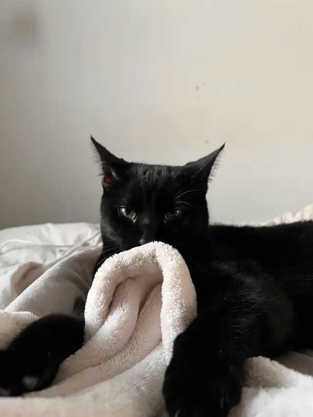 Young black kitten in Cats & Kittens for Rehoming in City of Montréal - Image 4