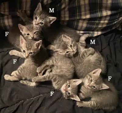 Magnifiques Chatons Tabby/Bengal Adorable Kittens (6), View more