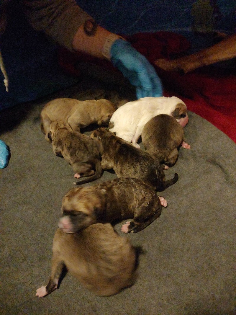 Kane Corso, Kangal mix Dogs & Puppies for Rehoming Guelph Kijiji