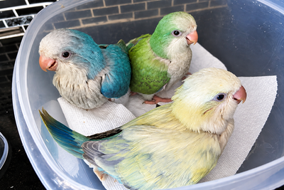 Rare Quaker Parrot Mutations | National Bird Show Oct 17-18, View more