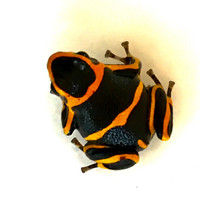 Dart Frogs Ranitomeya summersi