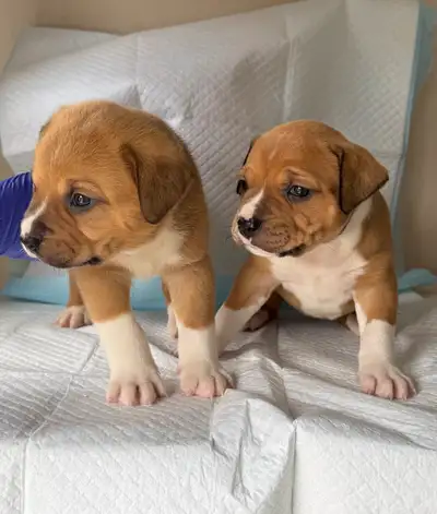 Puppies For sale, View more