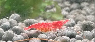 Cherry Shrimp , View more