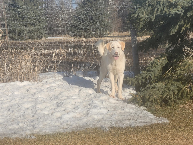 ADOPT SIMBA! Yellow lab cross. 11 month old via 4 Feet in Registered Shelter / Rescue in Calgary - Image 2