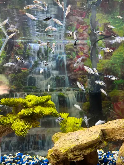 FISH $1 EACH, View more