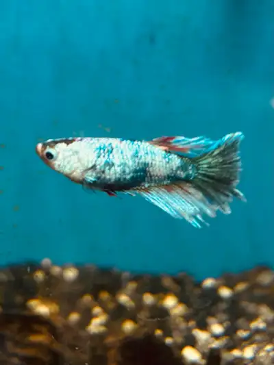BEAUTIFUL FEMALE BETTAS ON SPECIAL, View more
