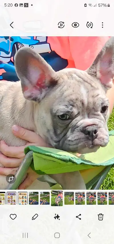Purebred French Bulldog puppies, View more