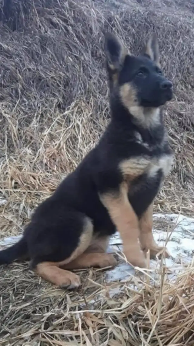 German Shepherd Puppies CKC registered in Dogs & Puppies for Rehoming in Edmonton - Image 8