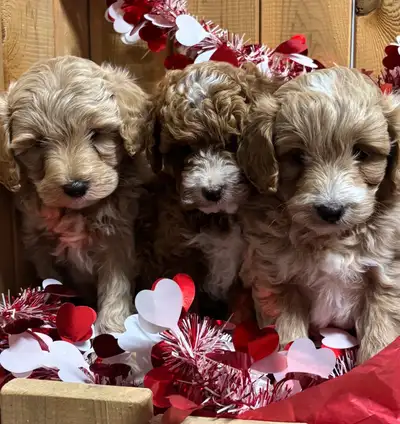 F1B Cockapoo Puppies, View more