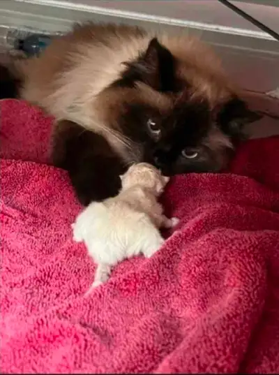 Looking For: Male Himalayan or Ragdoll, View more