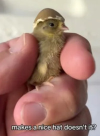 Baby button quail!