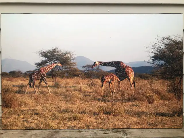 Wall  art- --3 giraffes438519983066337281