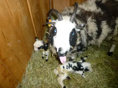 Jacob ewes for sale, View more