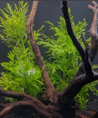 Water Wisteria - Hygrophila difformis 5 stems for $10 10 for $15 Easy growing plant, sucks up a lot...