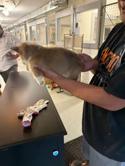 6.5 weeks old Corgi looking for new home.