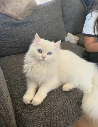 Rehoming my beautiful persian cat, View more