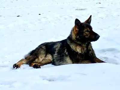 German Shepherd to rehome, View more