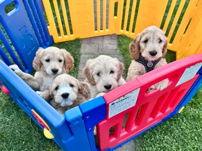 We have 4 precious puppies still available from our April 19th litter 8 — healthy, vaccinated, and f...