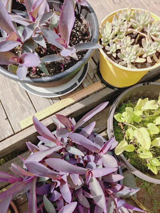 Purple Queen Plant! 2 Sizes available.Pink flowers! (Halifax) | Plants ...