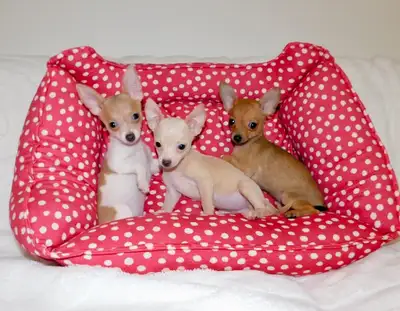 Chihuahuas puppies, View more