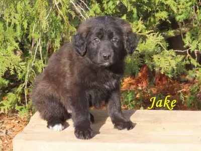 Lab mix puppies., View more