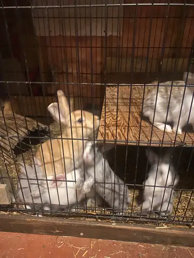 Baby bunnies ready for new home