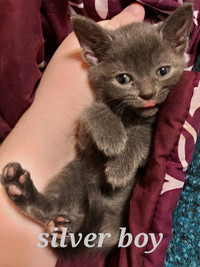 75%Russian Blue 25%British Shorthair(hypoallergenic)