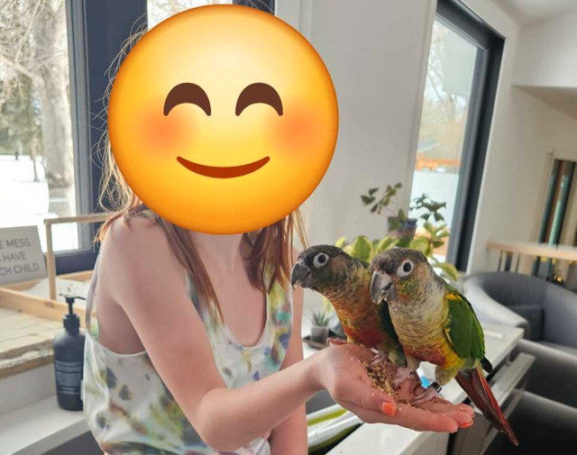 Two Green Cheek Conures in Birds for Rehoming in Calgary