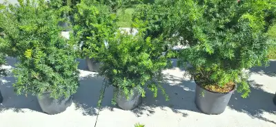 NEW "DENSE YEW" PLANTS AVAILABLE, View more