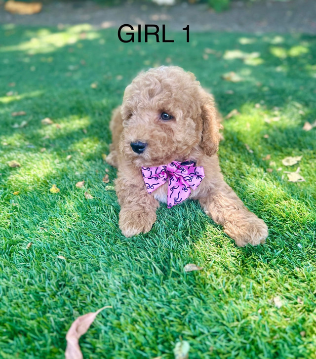 Mini  Goldendoodle in Dogs & Puppies for Rehoming in City of Toronto - Image 4