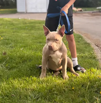 Selling my 5 month old puppy due to travelling and can’t take her with me paid 3000 for her asking 1...