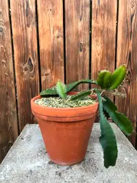 dragon cactus