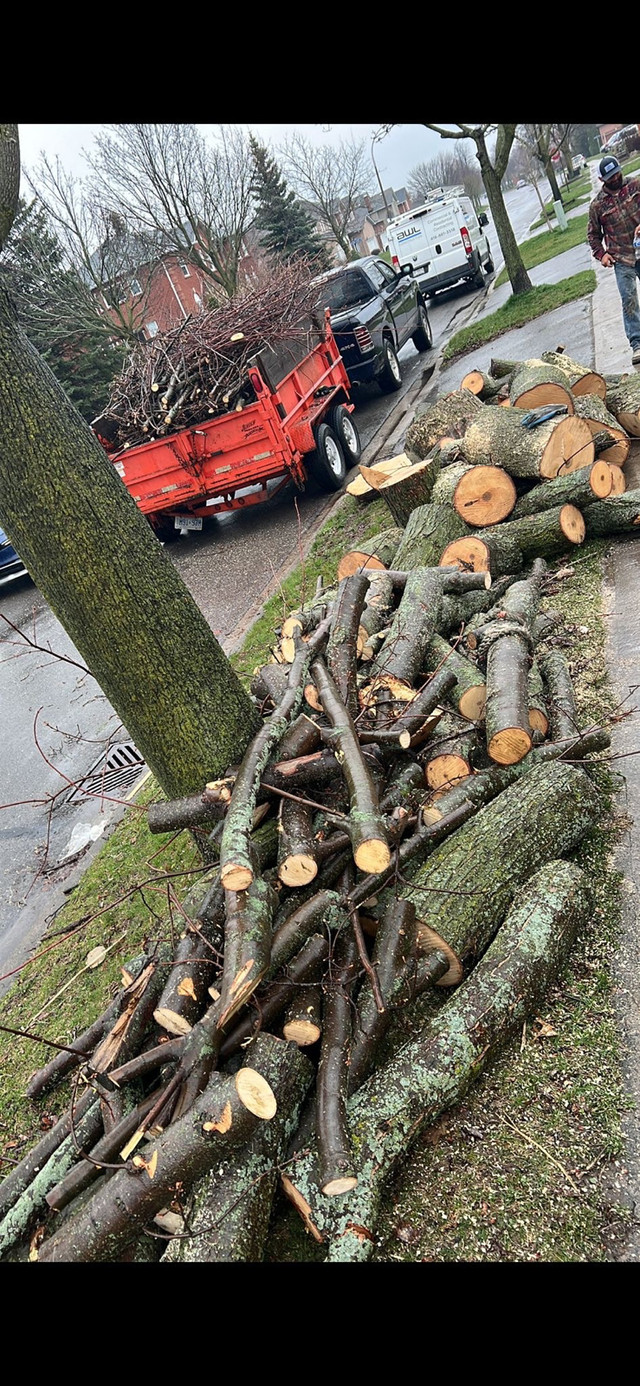 Tree Removal in Lawn, Tree Maintenance & Eavestrough in Markham / York Region - Image 4