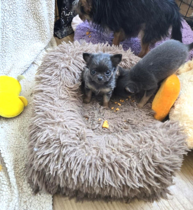 YORKIE/POMM.. BOY SOLD GIRL LEFT.. in Dogs & Puppies for Rehoming in Edmonton - Image 4