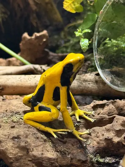 An adult pair, actively breeding and have had many offspring. Also available: - sub adults - juvenil...