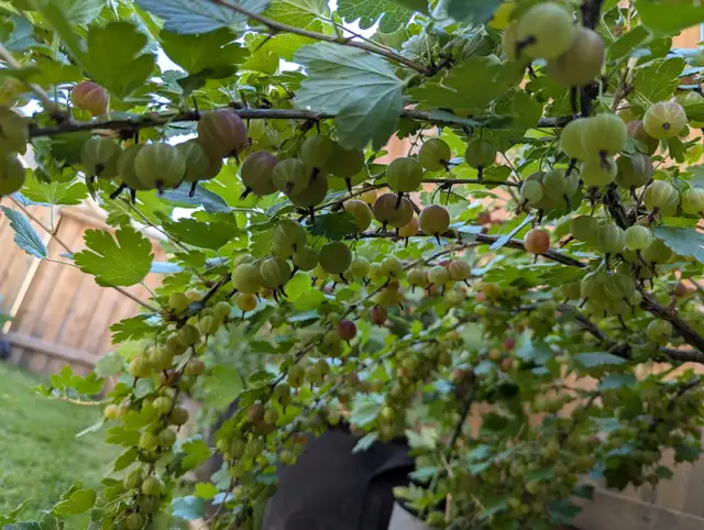 Gooseberry Plant -15 Gal Pot (Tasty, Healthy, Productive, Hardy)
