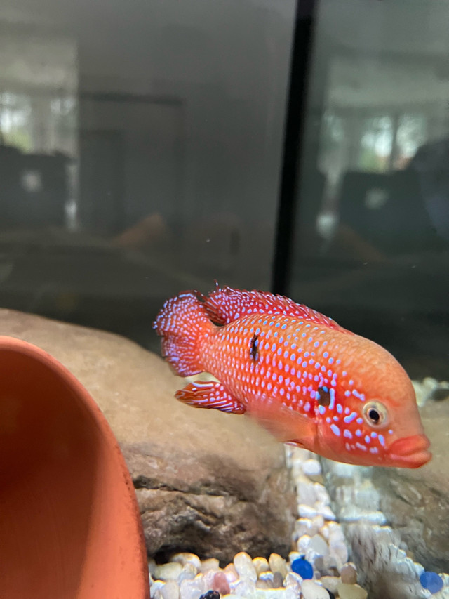 red jewel cichlids over 2” in Fish for Rehoming in Mississauga / Peel Region