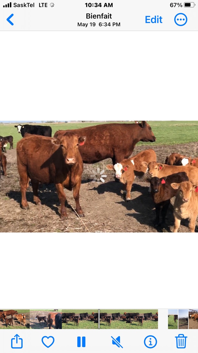 Cow Calf pairs Livestock Regina Kijiji