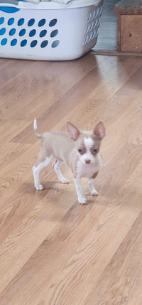 CHIHUAHUA amazing small female puppy, 2nd vaccine included