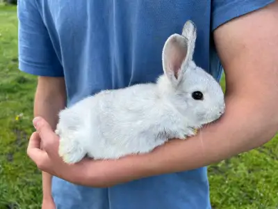 Purebred Flemish Giant bunnies. They are very cute and affectionate, tame. All are light gray in col...