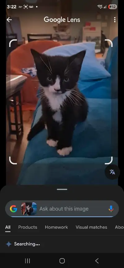 kitten to be adopted // free, View more
