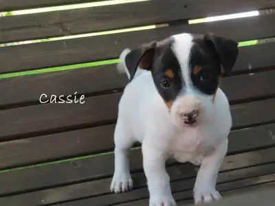 We have a beautiful litter of Jack Russel puppies ready for new homes. Best way to reach us is by te...