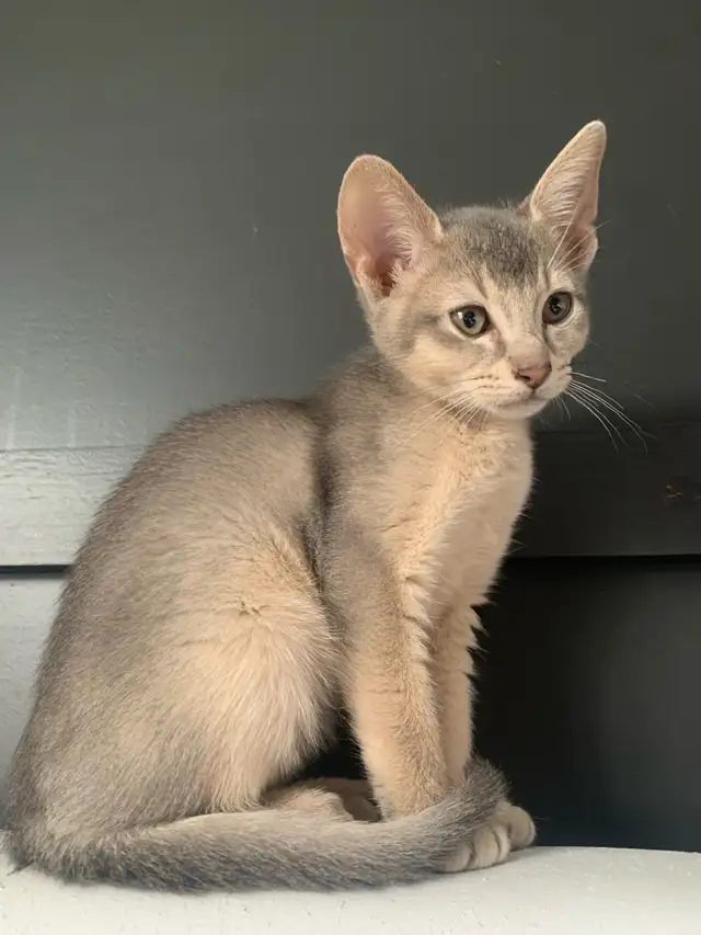 ABYSSIN KITTENS / CHATON ABYSSIN