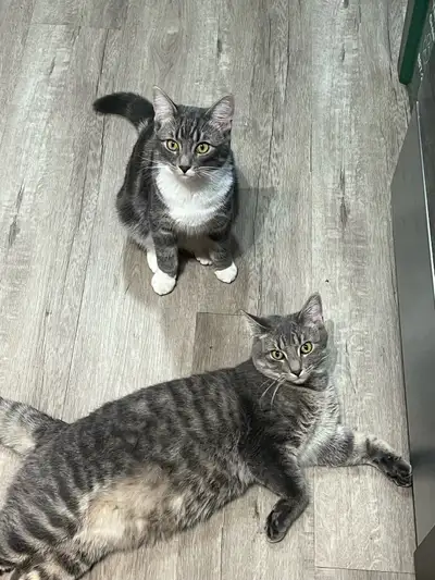 Rehoming 2 cats, View more