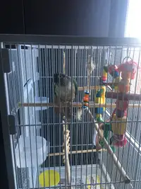Perroquet à vendre avec sa cage